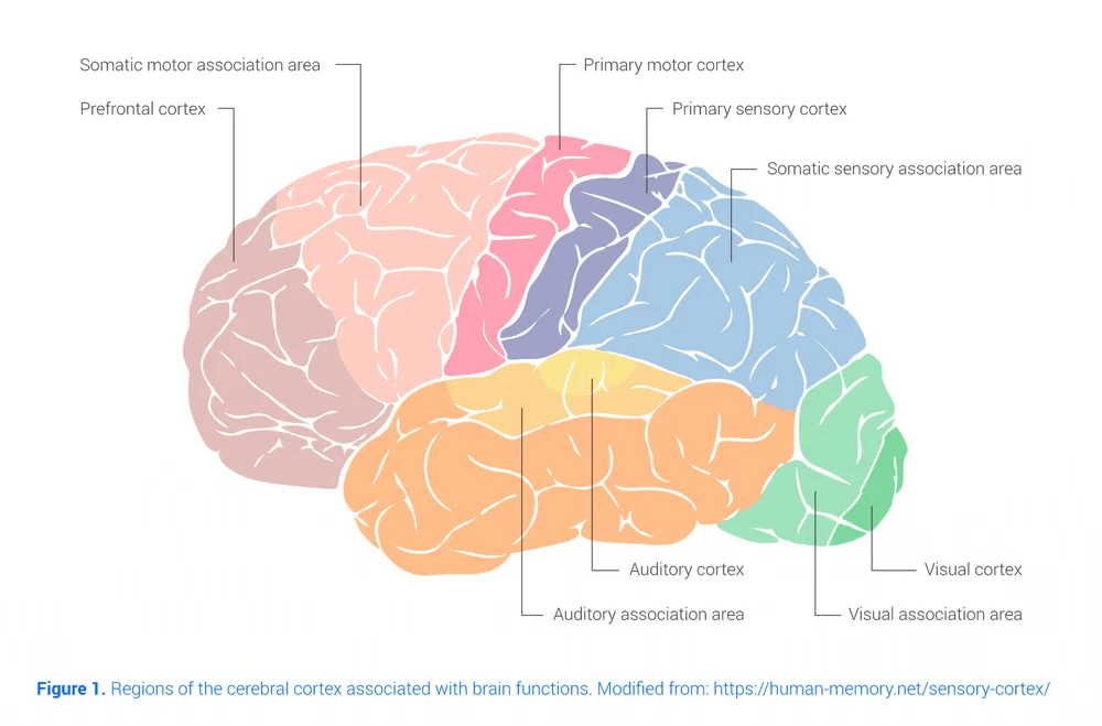 Brain Areas