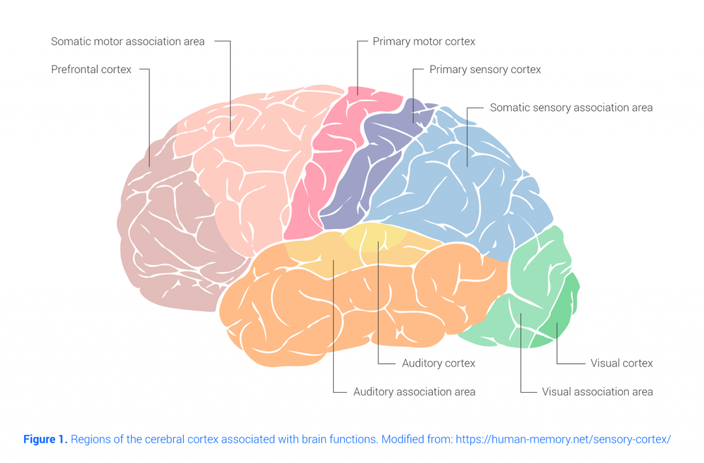 Electrodos y realidad virtual para descifrar el funcionamiento del cerebro