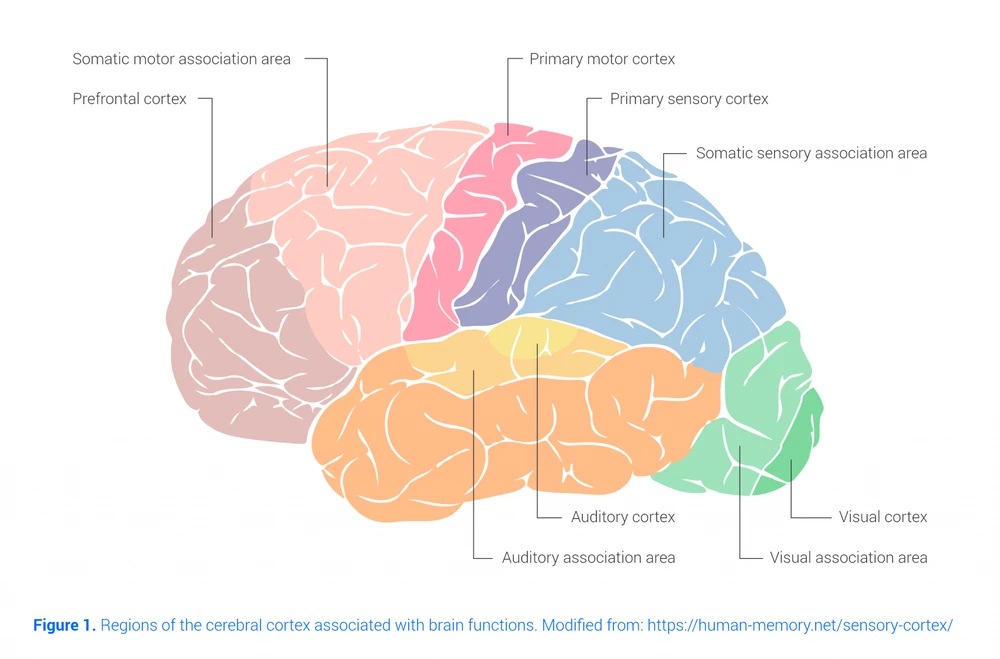 Brain Areas