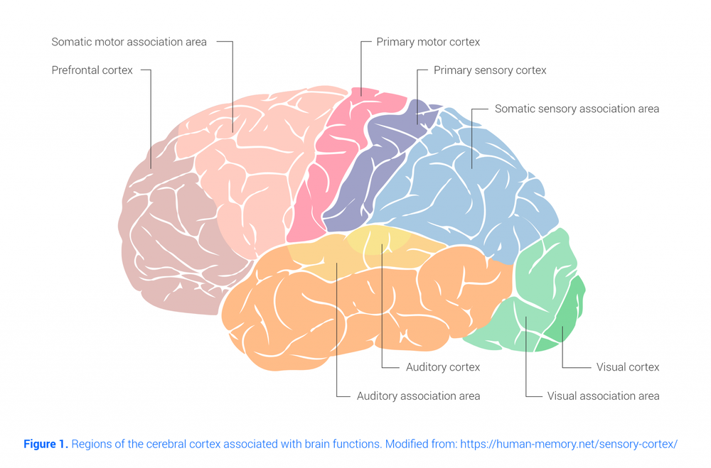 Brain Areas